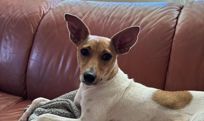 Millie the dog lying on a couch